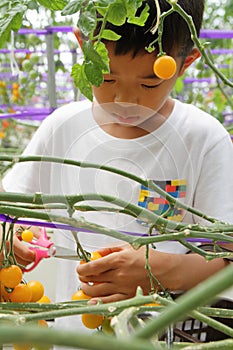 Japanese boy picking cherry tomato