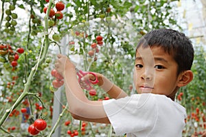 Japanese boy picking cherry tomato