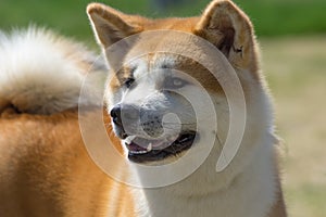 Japanese breed of Akita dogs close-up