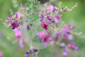 Japanese bush clover