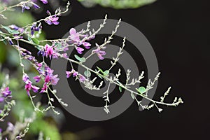 Japanese bush clover