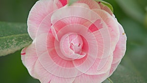 Japanese Camellia April Dawn Blush. Camellia Japonica Pink Flower In Full Bloom Under Sun. Close up.