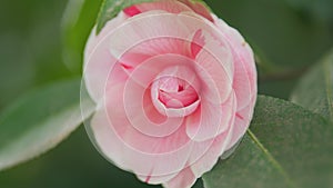 Japanese Camellia April Dawn Blush. Camellia Japonica Pink Flower In Full Bloom Under Sun. Rack focus.