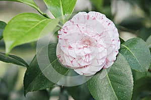 Japanese Camellia Camellia japonica pink flower