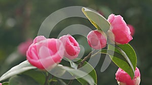 Japanese Camellia Or Camellia Japonica In Sunny Spring. Pink Camellia Flowers In Full Bloom.