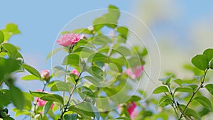 Japanese Camellia Or Camellia Japonica In Sunny Spring. Pink Camellia Flowers In Full Bloom.