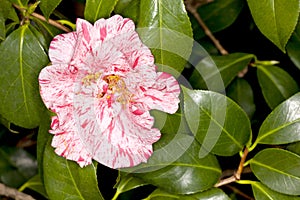 Japanese Camellia -Dahlohnega- Camellia japonica