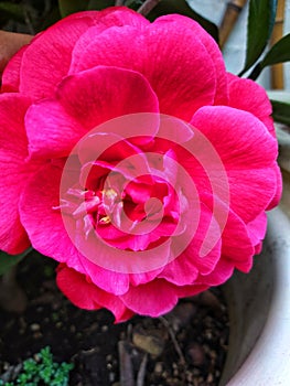 Japanese camellia flowers have bright red flower crowns