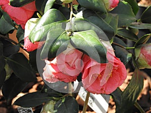 Japanese Camellia in its foliage.