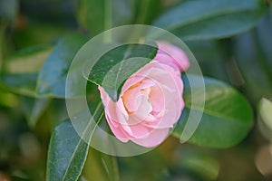 Japanese Camellia japonica Barbara Clark, a semi-double, rose pink flower