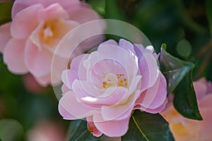 Japanese Camellia japonica Barbara Clark, semi-double, rose pink flowers