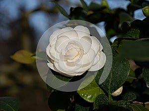 Japanese camellia in Paris