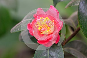 Japanese camellia red flower blooming close-up.