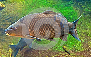 Japanese carp