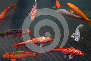 Japanese carp koi - a decorative form of domesticated carp