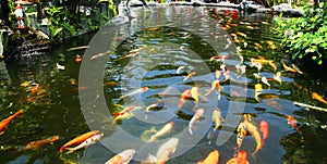 Japanese carp/Koi in pond