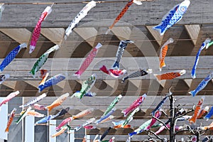 Japanese Carp streamer Koinobori season. In