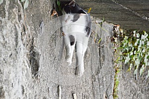 Japanese Cat Sleeping In Alley At Onomichi Japan