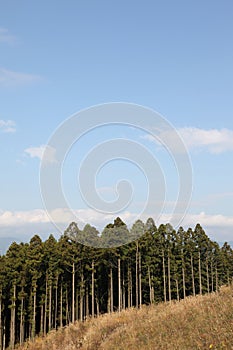 Japanese Cedar