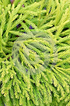 Japanese, cedar and plant leaf in nature environment or outdoor ecosystem for green leaves, closeup or growth. Forest