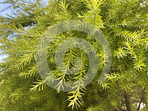 Japanese Cedar Tree Leaves