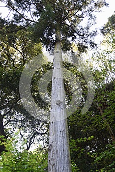 Japanese cedar tree trunk and bark