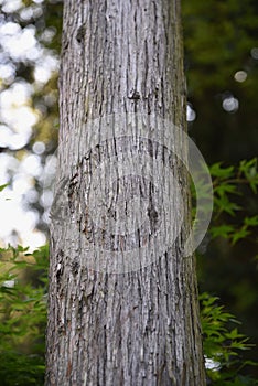 Japanese cedar tree trunk and bark