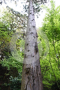 Japanese cedar tree trunk and bark