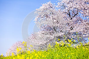 Japanese Cherry Blossom