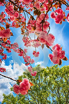 Japanese cherry blossom with blue sky background