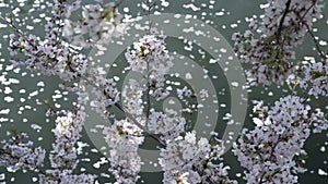 Japanese cherry blossom close up