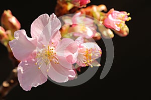 Japanese cherry blossom close up