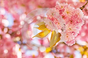 Japanese cherry blossom