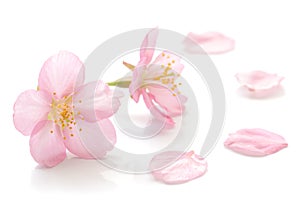 Japanese cherry blossom and petals 2