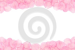 Japanese cherry blossom petals frame isolated on white background