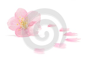 Japanese cherry blossom and petals isolated on white background