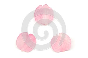 Japanese cherry blossom petals isolated on white background