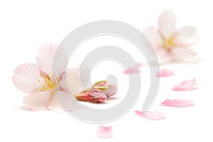 Japanese cherry blossom and petals isolated on white background