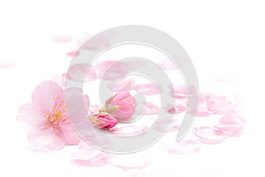 Japanese cherry blossom and petals isolated on white background