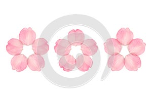 Japanese cherry blossom petals isolated on white background