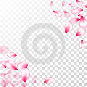 Japanese cherry blossom pink flying petals