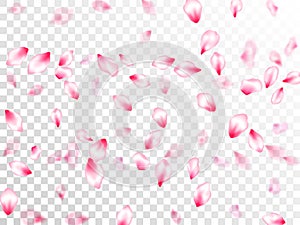 Japanese cherry blossom pink flying petals photo