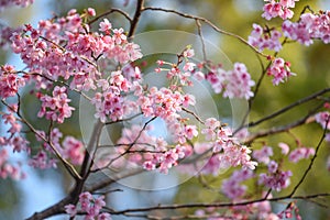 Japanese cherry blossom or Pink Sakura flower