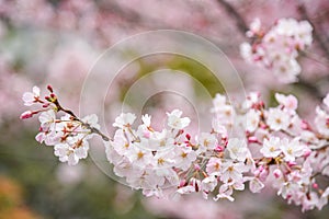 Japanese cherry blossom or Pink Sakura flower