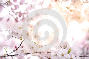 Japanese cherry blossom or Pink Sakura flower