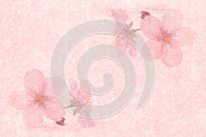 Japanese cherry blossom on pink vintage paper background