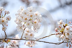 Japanese cherry blossom or Sakura flower