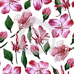 Japanese cherry blossom sakura flowers watercolor seamless pattern