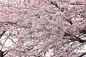Japanese cherry Blossom Sakura spring season or hanabi season in japan, outdoor garden background