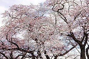 Japanese cherry Blossom Sakura spring season or hanabi season in japan, outdoor garden background